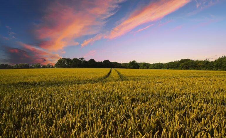 Agricoltura biologica VS agricoltura convenzionale